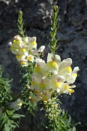 Antirrhinum siculum \ Sizilianisches Lwenmaul / Sicilian Snapdragon, Kefalonia/Cephalonia Argostoli 14.4.2024