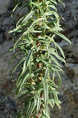 Antirrhinum siculum \ Sizilianisches Lwenmaul / Sicilian Snapdragon, Kefalonia/Cephalonia Argostoli 14.4.2024