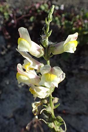 Antirrhinum siculum \ Sizilianisches Lwenmaul / Sicilian Snapdragon, Kefalonia/Cephalonia Argostoli 14.4.2024