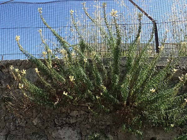 Antirrhinum siculum \ Sizilianisches Lwenmaul / Sicilian Snapdragon, Kefalonia/Cephalonia Argostoli 14.4.2024