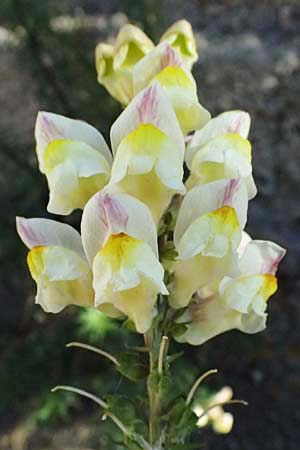 Antirrhinum siculum \ Sizilianisches Lwenmaul / Sicilian Snapdragon, Kefalonia/Cephalonia Argostoli 14.4.2024