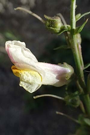 Antirrhinum siculum \ Sizilianisches Lwenmaul / Sicilian Snapdragon, Kefalonia/Cephalonia Argostoli 14.4.2024