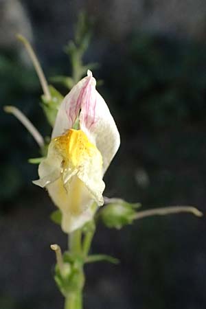 Antirrhinum siculum \ Sizilianisches Lwenmaul / Sicilian Snapdragon, Kefalonia/Cephalonia Argostoli 14.4.2024