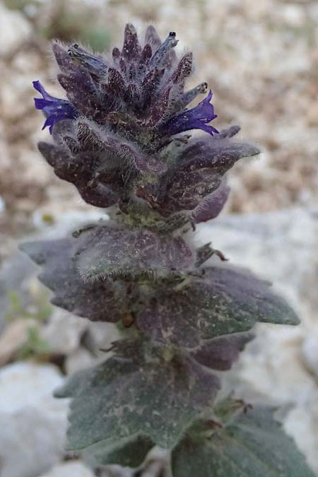 Ajuga orientalis subsp. aenesia \ Ainos-G�nsel / Ainos Bugle, Kefalonia/Cephalonia Ainos 24.4.2024