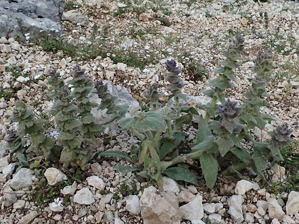 Ajuga orientalis subsp. aenesia \ Ainos-G�nsel / Ainos Bugle, Kefalonia/Cephalonia Ainos 24.4.2024
