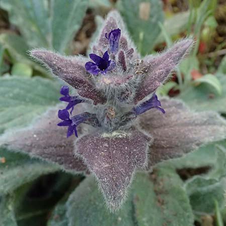 Ajuga orientalis subsp. aenesia \ Ainos-G�nsel / Ainos Bugle, Kefalonia/Cephalonia Ainos 24.4.2024