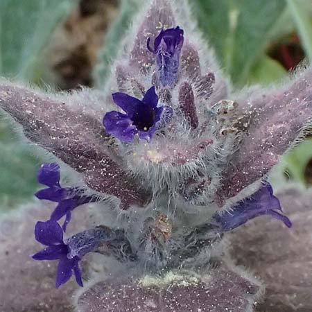 Ajuga orientalis subsp. aenesia \ Ainos-G�nsel / Ainos Bugle, Kefalonia/Cephalonia Ainos 24.4.2024