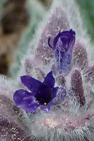 Ajuga orientalis subsp. aenesia \ Ainos-G�nsel / Ainos Bugle, Kefalonia/Cephalonia Ainos 24.4.2024