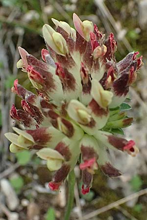 Anthyllis vulneraria subsp. pulchella \ Zierlicher Wundklee / Delicate Kidney Vetch, Kefalonia/Cephalonia Komitata 16.4.2024