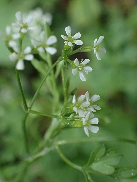 Anthriscus tenerrimus \ Zarter Kerbel / Slender Parsley, Kefalonia/Cephalonia Ainos 18.4.2024