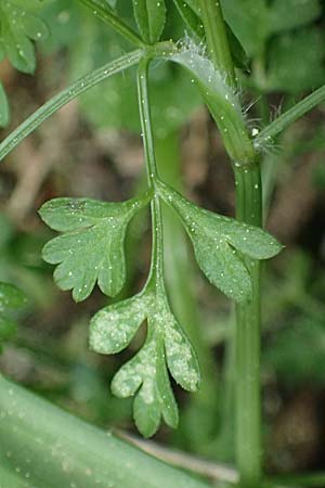 Anthriscus tenerrimus \ Zarter Kerbel / Slender Parsley, Kefalonia/Cephalonia Ainos 18.4.2024