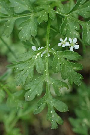 Anthriscus tenerrimus \ Zarter Kerbel / Slender Parsley, Kefalonia/Cephalonia Ainos 18.4.2024