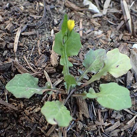 Rhagadiolus edulis \ Essbarer Sichelsalat, Essbarer Sternlattich / Edible Hawkbit, Kefalonia/Cephalonia Ainos 18.4.2024
