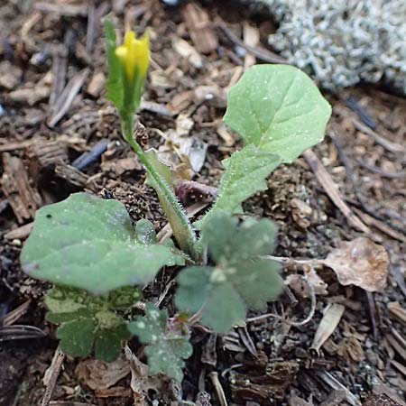 Rhagadiolus edulis \ Essbarer Sichelsalat, Essbarer Sternlattich / Edible Hawkbit, Kefalonia/Cephalonia Ainos 18.4.2024