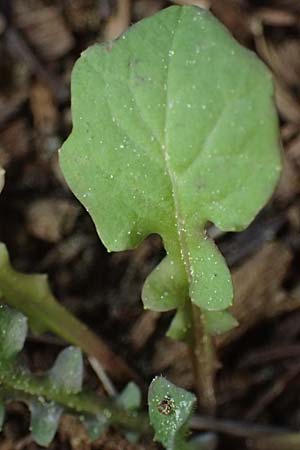 Rhagadiolus edulis \ Essbarer Sichelsalat, Essbarer Sternlattich / Edible Hawkbit, Kefalonia/Cephalonia Ainos 18.4.2024