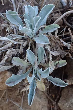 Aurinia saxatilis subsp. orientalis \ stliches Felsen-Steinkraut, Kefalonia Assos 20.4.2024