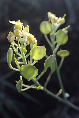 Aurinia saxatilis subsp. orientalis \ stliches Felsen-Steinkraut, Kefalonia Assos 20.4.2024