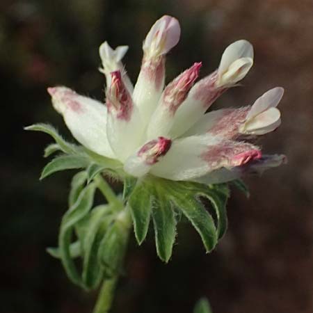 Anthyllis vulneraria subsp. pulchella \ Zierlicher Wundklee / Delicate Kidney Vetch, Kefalonia/Cephalonia Moni Kipouria 15.4.2024