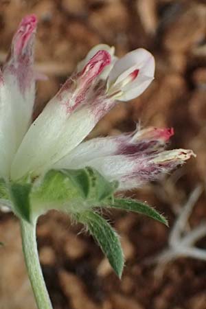 Anthyllis vulneraria subsp. pulchella \ Zierlicher Wundklee / Delicate Kidney Vetch, Kefalonia/Cephalonia Moni Kipouria 15.4.2024
