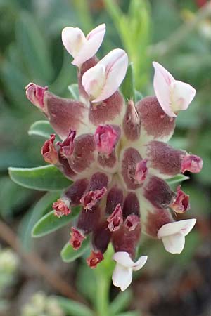 Anthyllis vulneraria subsp. pulchella \ Zierlicher Wundklee / Delicate Kidney Vetch, Kefalonia/Cephalonia Assos 20.4.2024