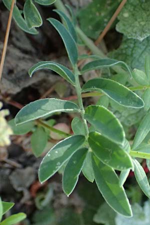 Anthyllis vulneraria subsp. pulchella \ Zierlicher Wundklee / Delicate Kidney Vetch, Kefalonia/Cephalonia Assos 20.4.2024