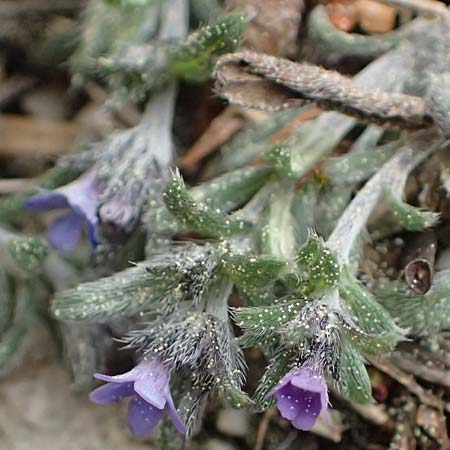 Buglossoides incrassata subsp. incrassata \ Blulicher Acker-Steinsame / Blue Field Gromwell, Kefalonia/Cephalonia Ainos 23.4.2024