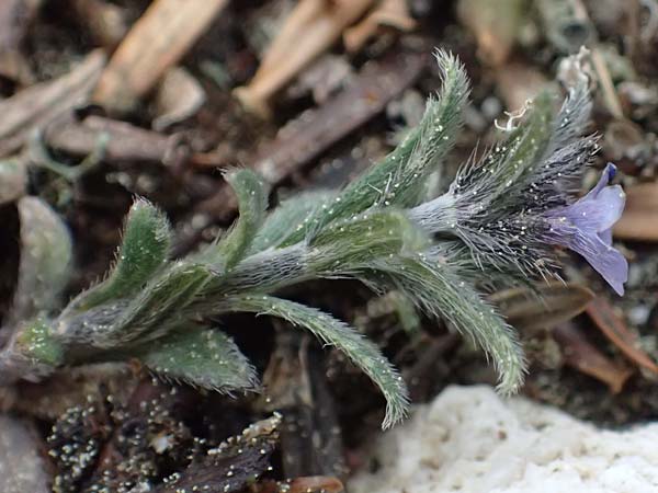 Buglossoides incrassata subsp. incrassata \ Blulicher Acker-Steinsame / Blue Field Gromwell, Kefalonia/Cephalonia Ainos 23.4.2024