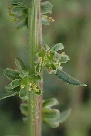 Beta vulgaris subsp. maritima \ Wilde R�be, Meer-Mangold / Sea Beet, Kefalonia/Cephalonia Argostoli 19.4.2024