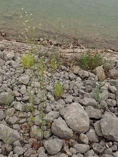 Crambe hispanica \ Spanischer Meerkohl, Kefalonia Tzanata 23.4.2024