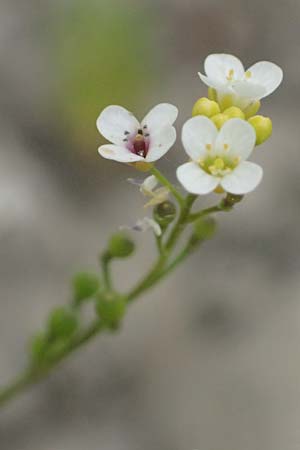 Crambe hispanica \ Spanischer Meerkohl, Kefalonia Tzanata 23.4.2024