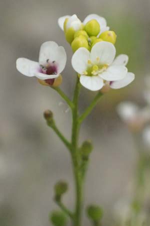 Crambe hispanica \ Spanischer Meerkohl, Kefalonia Tzanata 23.4.2024