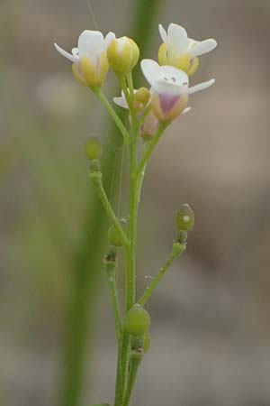 Crambe hispanica \ Spanischer Meerkohl, Kefalonia Tzanata 23.4.2024