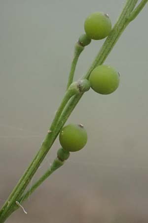 Crambe hispanica \ Spanischer Meerkohl, Kefalonia Tzanata 23.4.2024