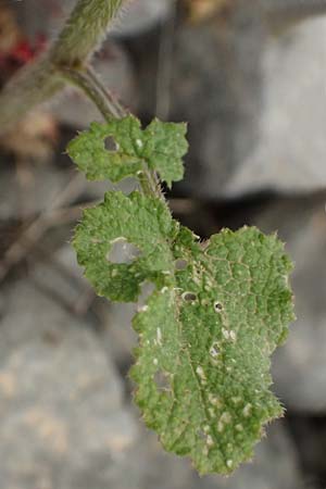 Crambe hispanica \ Spanischer Meerkohl, Kefalonia Tzanata 23.4.2024