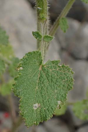 Crambe hispanica \ Spanischer Meerkohl, Kefalonia Tzanata 23.4.2024
