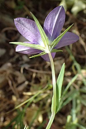Campanula spatulata subsp. spruneriana \ Spruners Glockenblume / Spruner's Bellflower, Kefalonia/Cephalonia Moni Kipouria 15.4.2024