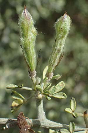 Calicotome villosa \ Behaarter Dorn-Ginster / Hairy Thorny Broom, Kefalonia/Cephalonia Kap Mounda 17.4.2024