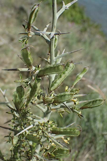 Calicotome villosa \ Behaarter Dorn-Ginster / Hairy Thorny Broom, Kefalonia/Cephalonia Kap Mounda 17.4.2024