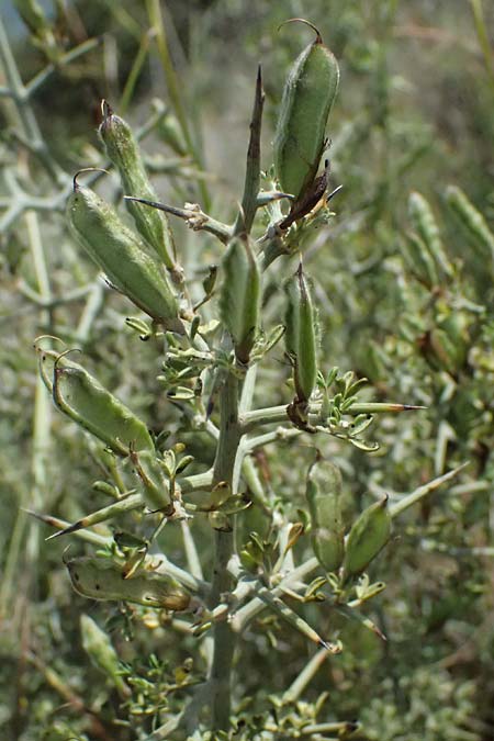 Calicotome villosa \ Behaarter Dorn-Ginster / Hairy Thorny Broom, Kefalonia/Cephalonia Kap Mounda 17.4.2024