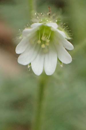 Cerastium illyricum subsp. brachiatum \ Illyrisches Hornkraut, Kefalonia Ainos 23.4.2024