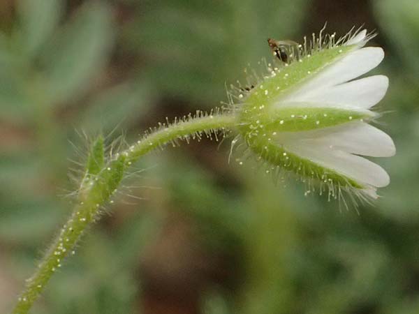 Cerastium illyricum subsp. brachiatum \ Illyrisches Hornkraut, Kefalonia Ainos 23.4.2024