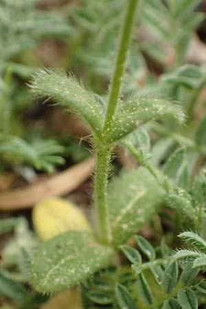Cerastium illyricum subsp. brachiatum \ Illyrisches Hornkraut, Kefalonia Ainos 23.4.2024