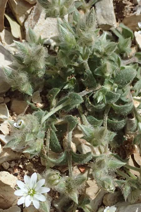 Cerastium illyricum subsp. brachiatum \ Illyrisches Hornkraut, Kefalonia Ainos 24.4.2024