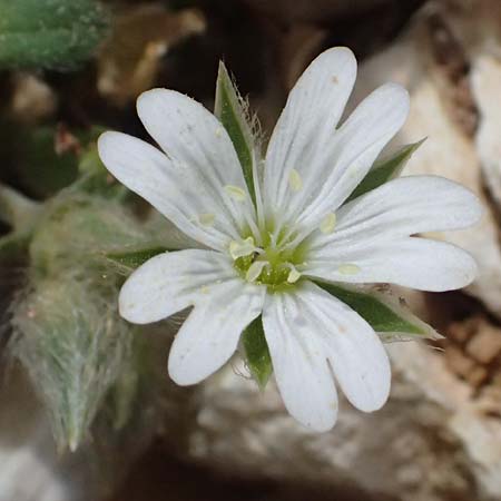 Cerastium illyricum subsp. brachiatum \ Illyrisches Hornkraut, Kefalonia Ainos 24.4.2024