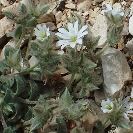 Cerastium illyricum subsp. brachiatum \ Illyrisches Hornkraut, Kefalonia Ainos 24.4.2024