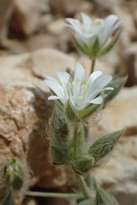 Cerastium illyricum subsp. brachiatum \ Illyrisches Hornkraut, Kefalonia Ainos 24.4.2024