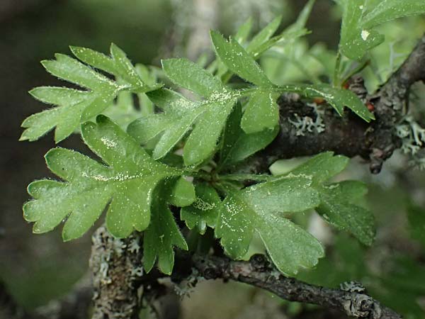 Crataegus heldreichii \ Heldreichs Weidorn, Kefalonia Ainos 18.4.2024