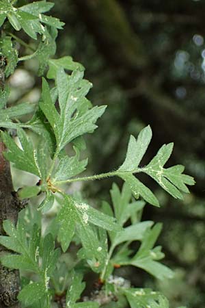 Crataegus heldreichii \ Heldreichs Weidorn, Kefalonia Ainos 18.4.2024