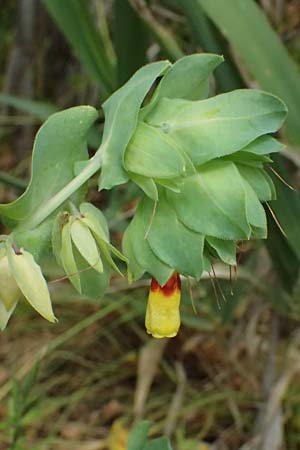 Cerinthe major \ Groe Wachsblume / Greater Honeywort, Kefalonia/Cephalonia Argostoli 19.4.2024