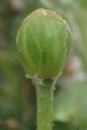 Capparis spinosa subsp. rupestris \ stlicher Kapernstrauch, Kefalonia Fiskardo 16.4.2024